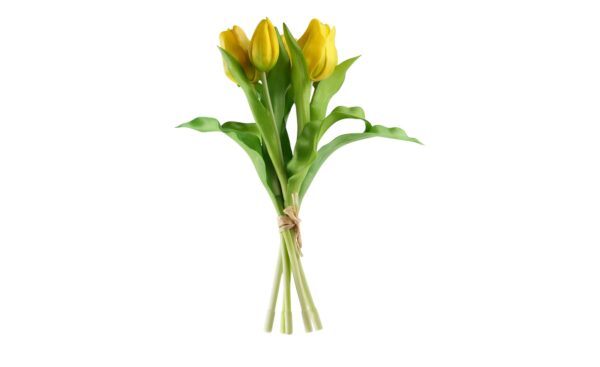 Tulpenbund