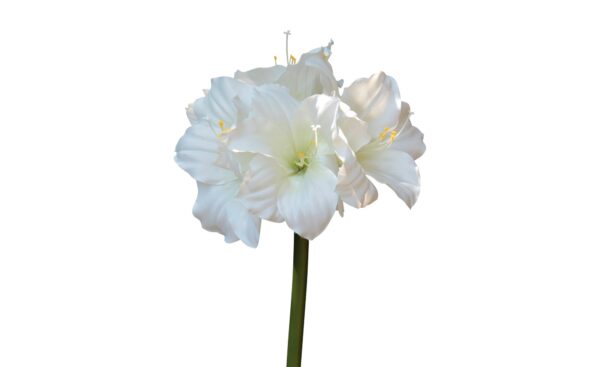 Amaryllis