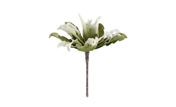 Soft Flower  Protea