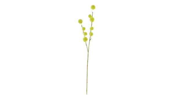 Gomphocarpus-Fruchtzweig
