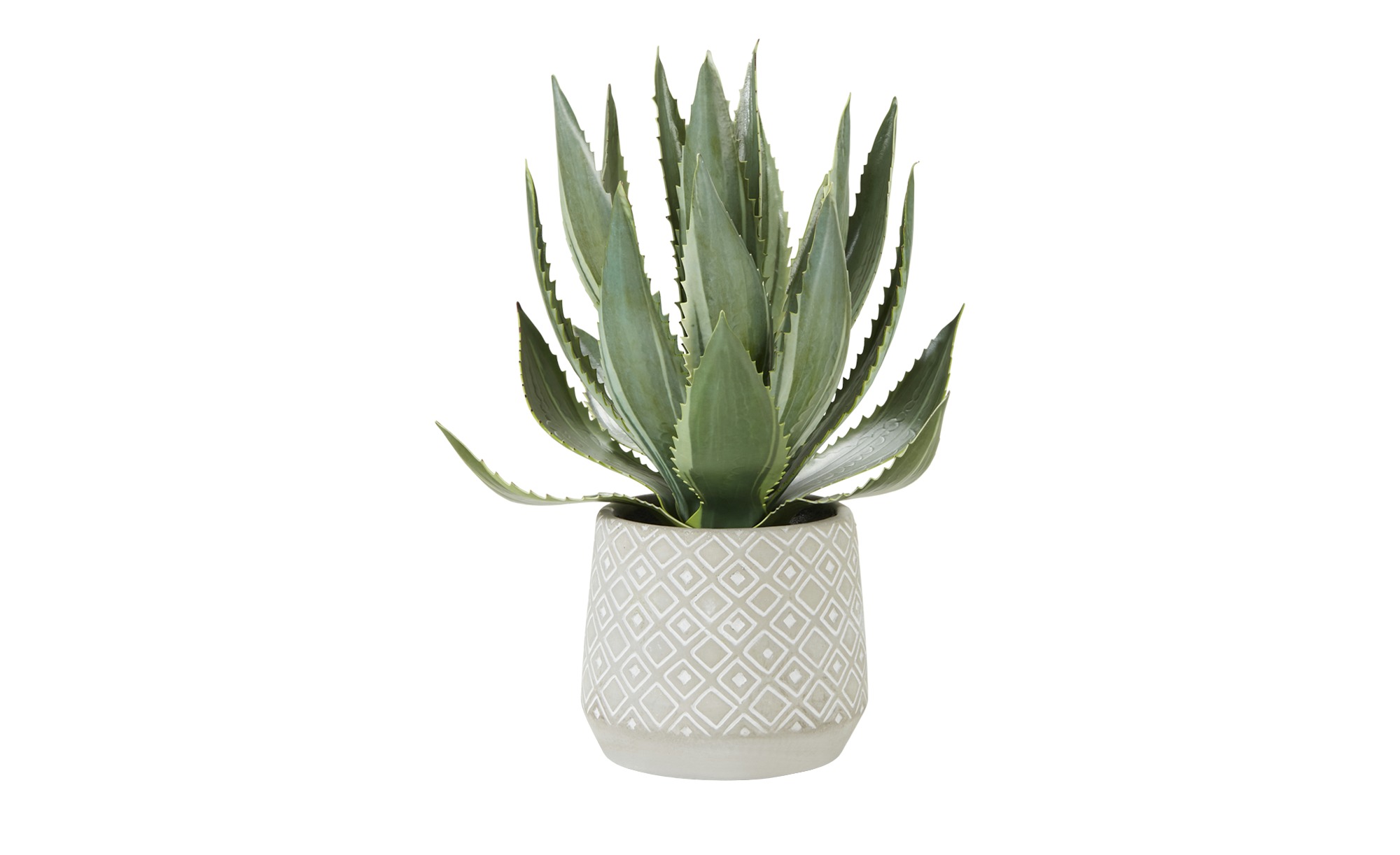 Aloe Getopft