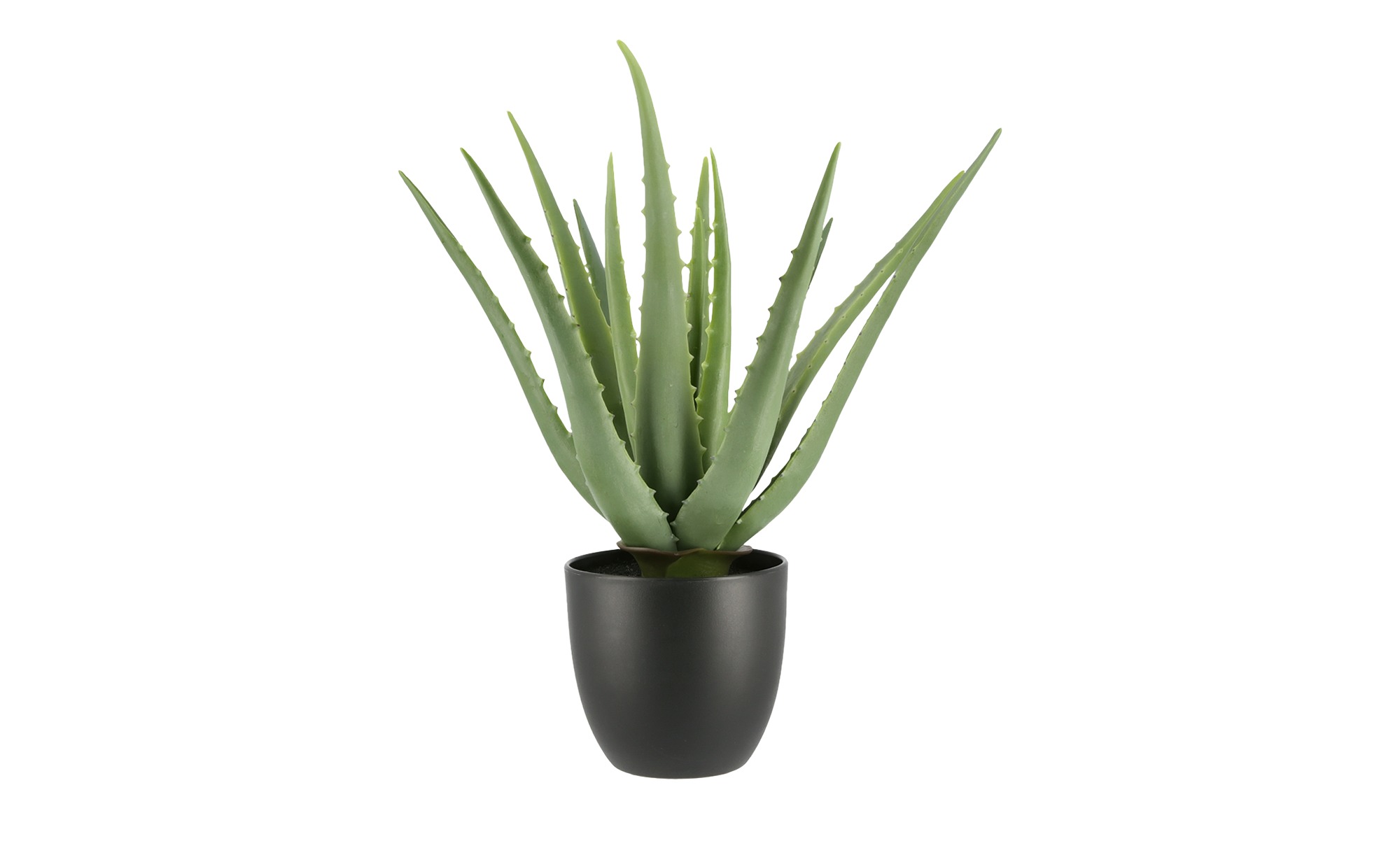 Aloe Im Topf