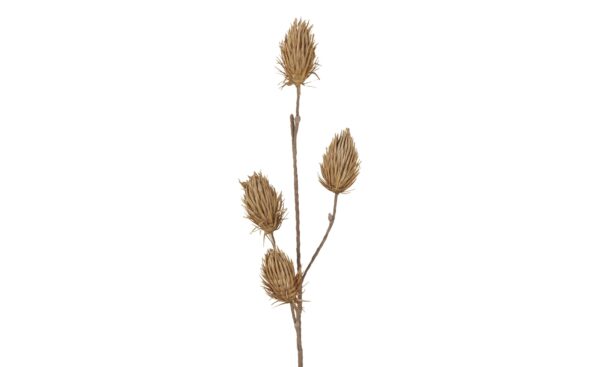 Soft Flower Distelzweig